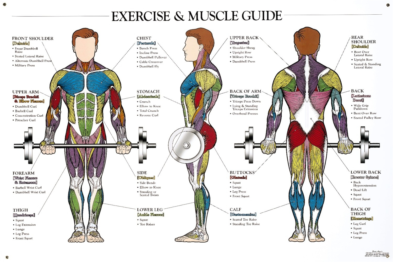 Anatomy chart of muscles with their associated workouts